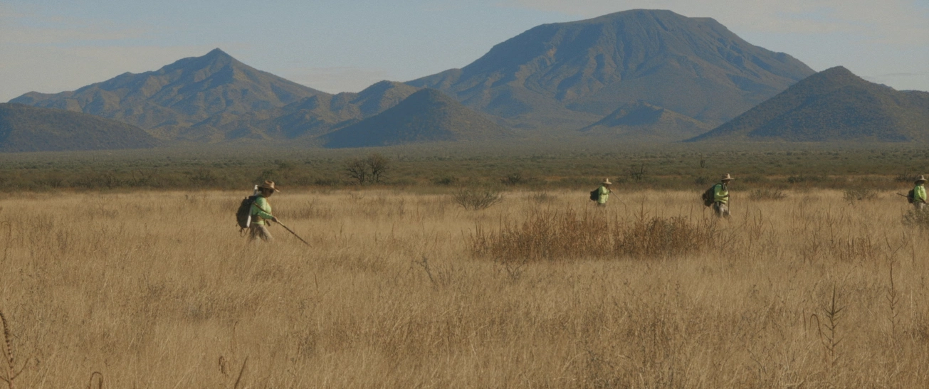Mais où va-t-on coyote?